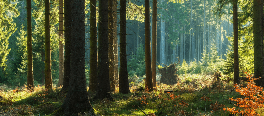 Ilicut Taglio Su Misura Di Legno E Altri Materiali Ilicut Taglio Su Misura Di Legno E Altri Materiali