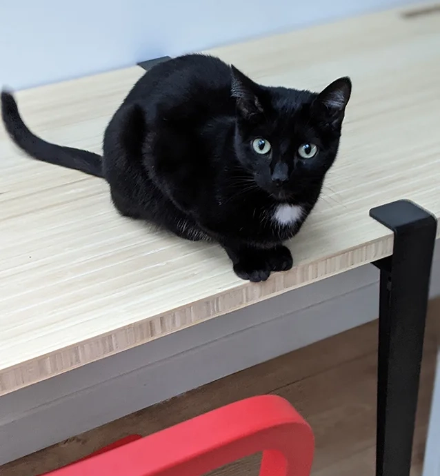 Cat on bamboo desk